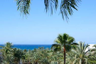 Palm trees against sea and blue sky, hot summer weather. Canary Islands holiday tourism destinations.