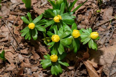 Ormanda açan ilk bahar çiçekleri. Bahar dokusu arka planında büyüyen sarı şakayıklar. Seçici odak.