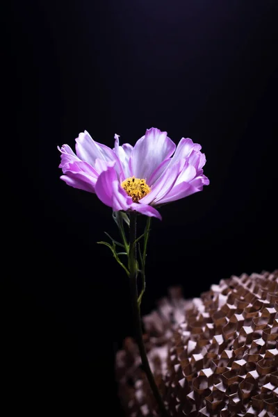 Güzel Pembe Kozmos Çiçeği Siyah Arka Planda Işığa Doğru Ilerliyor — Stok fotoğraf