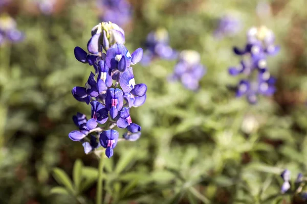 Nahaufnahme Einer Bluebonnet Blume Aufgenommen Während Der Blütezeit Des Frühlings — Stockfoto