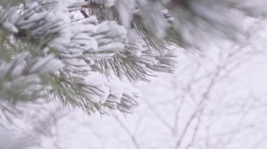 Kardaki Noel ağacı, çam dallarına düşen kar, yeni yıl konsepti, kış arkaplanı.