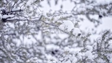 Kardaki Noel ağacı, çam dallarına düşen kar, yeni yıl konsepti, kış arkaplanı.