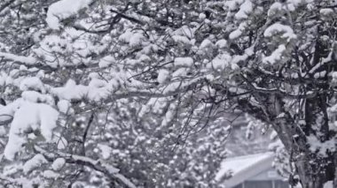 Kardaki Noel ağacı, çam dallarına düşen kar, yeni yıl konsepti, kış arkaplanı.