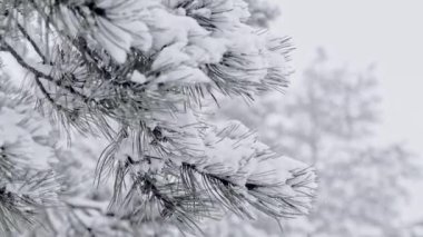 Kardaki Noel ağacı, çam dallarına düşen kar, yeni yıl konsepti, kış arkaplanı.