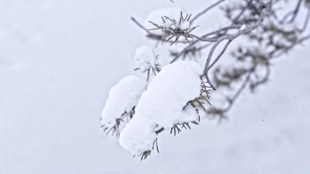Choinka Śniegu Śnieg Padający Gałęzie Sosny Koncepcja Nowego Roku Tło — Wideo stockowe