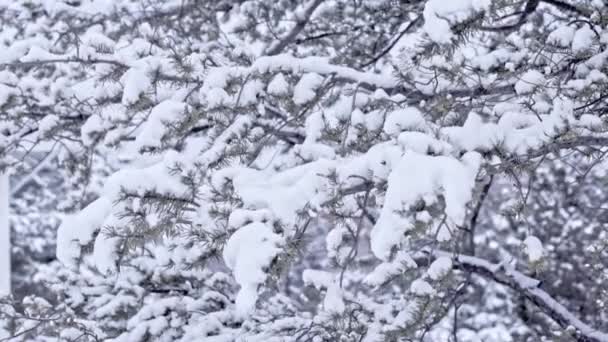雪の中のクリスマススプルースの木 松の枝で降る雪 新年のコンセプト 冬の背景 — ストック動画