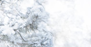  Noel tebrik kartı. Beyaz Parlak Tatil Arkaplanı 'na kar yağan Firavun Şubesi. Yüksek kalite fotoğraf