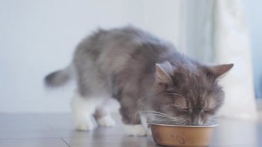 4k. Kapatın güzel aç kedi evde taze kedi maması yiyor. Kuru kedi maması yiyen bir kediyi okşayan insan eli..