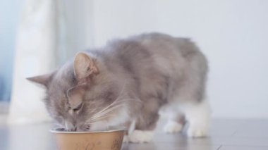 4K. Kapatın güzel aç kediyi. Evde taze kedi maması yiyor.. 