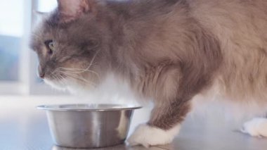 4K. Kapatın. Gri kedi içerideki paslanmaz kaseden su içiyor. Hayvanlara susamışım..