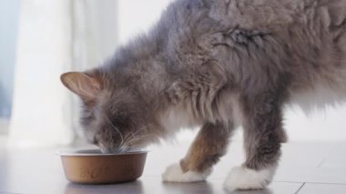 4K. Kapatın güzel aç kediyi. Evde taze kedi maması yiyor.. 