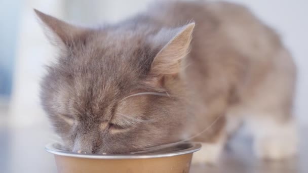 4Kクローズアップ美しい空腹の猫は 自宅で新鮮な缶詰の猫の食べ物を食べます 健康的な動物性食品 — ストック動画