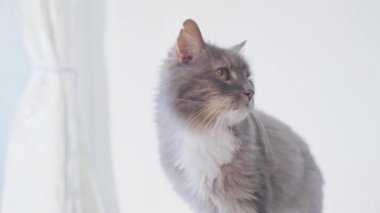 Evcil kedi portresi oturma odasında yerde oturuyor.. 
