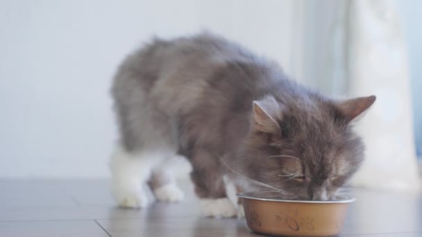 Κοντινό Πλάνο Όμορφη Πεινασμένη Γάτα Τρώει Φρέσκο Φαγητό Γάτα Στο — Αρχείο Βίντεο