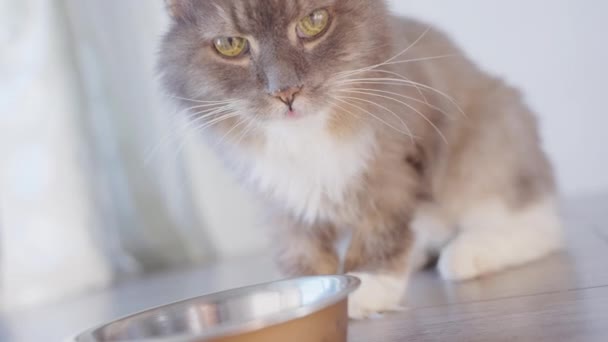 Retrato Gato Doméstico Sentado Chão Sala Estar — Vídeo de Stock