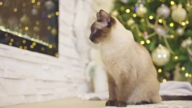 Noel arkaplanında Noel toplarıyla oynayan sevimli bir kedi. Modern evin köşesinde Noel ağacı, şömine ve hediyeler var. Tatillerde sıcak bir ev. Ağır çekim. Kimse yok.. 