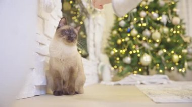 Noel arkaplanında Noel toplarıyla oynayan sevimli bir kedi. Modern evin köşesinde Noel ağacı, şömine ve hediyeler var. Tatillerde sıcak bir ev. Ağır çekim. Kimse yok.. 