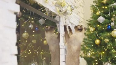 Noel arkaplanında Noel toplarıyla oynayan sevimli bir kedi. Modern evin köşesinde Noel ağacı, şömine ve hediyeler var. Tatillerde sıcak bir ev. Ağır çekim. Kimse yok.. 