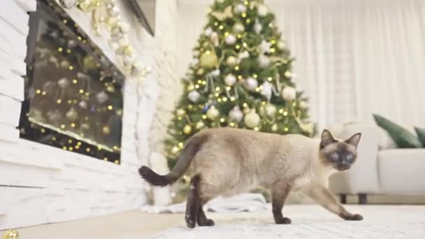 Lindo Gato Jugando Con Bolas Navidad Fondo Navidad Rincón Decorado — Vídeo de stock