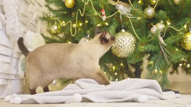 Carino Gatto Giocare Con Palle Natale Sullo Sfondo Natale Angolo — Video Stock
