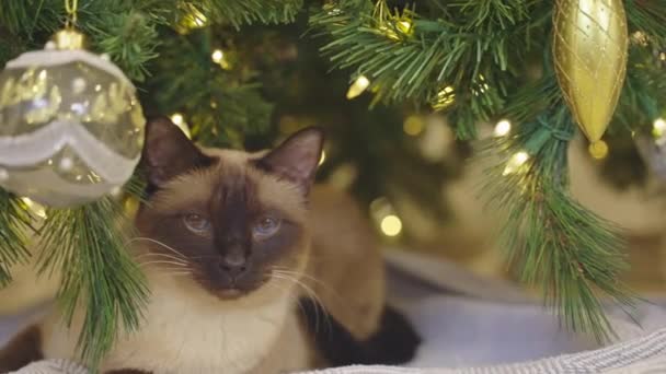 Roztomilý Kočka Hraje Vánočními Míčky Vánoční Pozadí Zdobený Koutek Moderním — Stock video