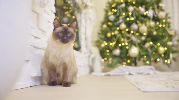 クリスマスの背景にクリスマスボールで遊ぶかわいい猫 クリスマスツリー ギフトで現代の家で装飾されたコーナー 休日に居心地の良い家 スローモーション ない人々 — ストック動画