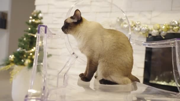 Roztomilý Kočka Sedí Průhledném Křesle Vánoční Pozadí Zdobený Koutek Moderním — Stock video