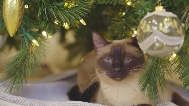 Cute Cat Gry Kulki Boże Narodzenie Tle Bożego Narodzenia Dekorowany — Wideo stockowe