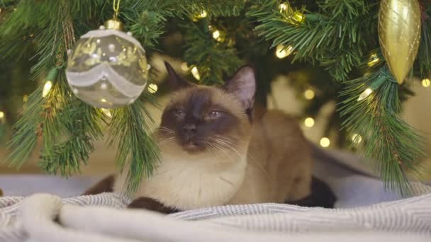 Niedliche Katze Spielt Mit Weihnachtskugeln Auf Weihnachtshintergrund Geschmückte Ecke Modernen — Stockvideo