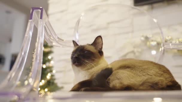 Lindo Gato Sentado Silla Transparente Fondo Navidad Rincón Decorado Casa — Vídeo de stock