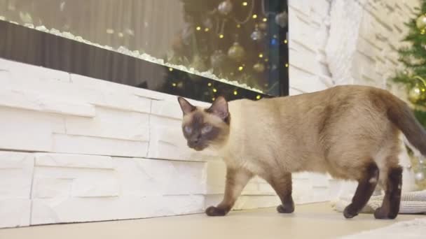 Lindo Gato Caminando Cerca Chimenea Decorado Para Casa Navidad Rincón — Vídeo de stock