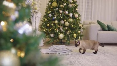Noel evi için dekore edilmiş şöminenin yanında yürüyen sevimli bir kedi. Modern evde Noel ağacı, şömine ve hediyelerle süslenmiş bir köşe. Tatillerde sıcak bir oturma odası. Ağır çekim. Kimse yok.. 