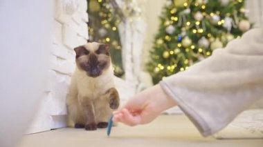 Noel evi için dekore edilmiş kadın eliyle oynayan sevimli bir kedi. Modern evin köşesinde Noel ağacı, şömine ve hediyeler var. Tatillerde sıcak bir ev. Ağır çekim. Kimse yok.. 