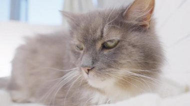Kedi beyaz bir battaniyenin üzerinde yatar ve gözlerini kapatır, hayvan bakımı konsepti, yavaş çekim, yakın çekim