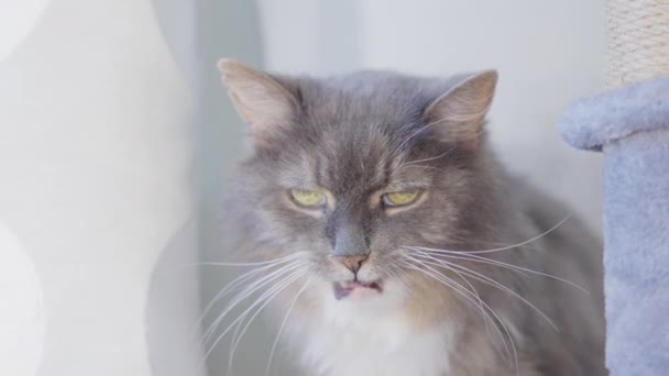 Słodki Kot Poluzowany Przed Kamerą Wystający Język Liżący Nos Siedząc — Wideo stockowe