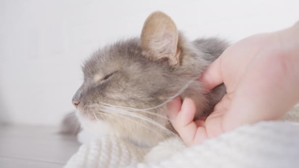 Zavřít Ženské Ruce Hladí Kočku Uvnitř Péče Zvířata Kočka Leží — Stock video
