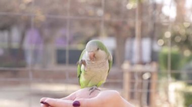 The parrot sits on the hands of a person, macro shooting blurred background. green bird.