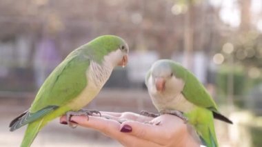  Green parrots eat seeds in the park from their hands