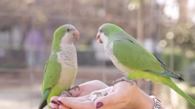 Birds eat from human hands. Green parrots close-up on a blurred background