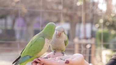 Green parrots in open space. One bird feeds another bird