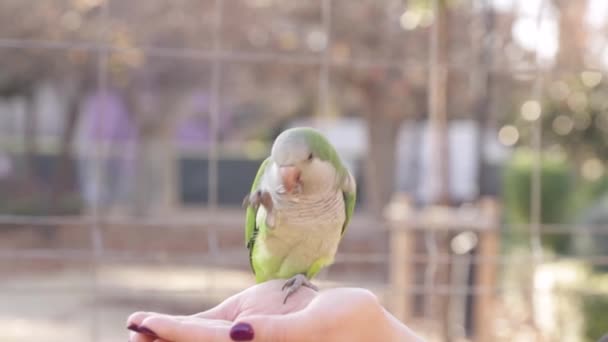Parrot Sits Hands Person Macro Shooting Blurred Background Green Bird — Stock video