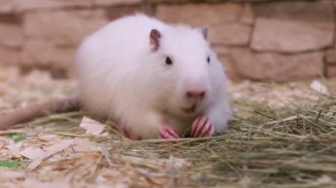 White nutria dines in the hay. Wild Animals and nature