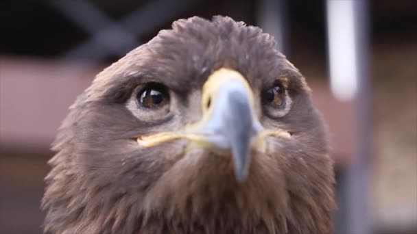 Eagle Portrait Beautiful Bird Eagle Head Close — Stockvideo