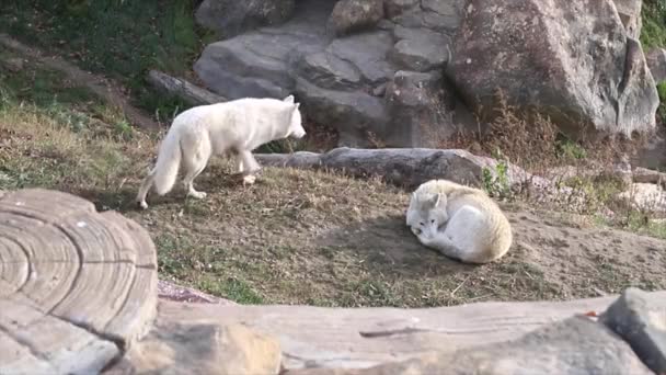 Background Nature White Wolfs Wild Animals Predator Wolf — Vídeos de Stock