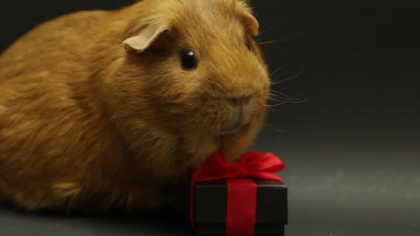Holiday Animal Gift Guinea Pig Black Background Close Macro — Video