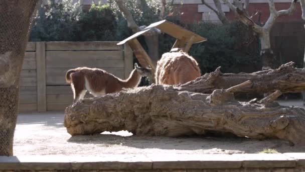 Farm Llamas Lama Eats Hay Feeder — Stock Video
