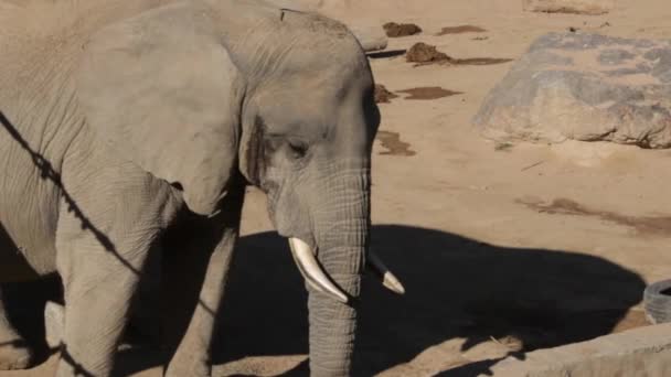 Close Portrait Elephant Largest Land Animal Earth — Vídeo de Stock