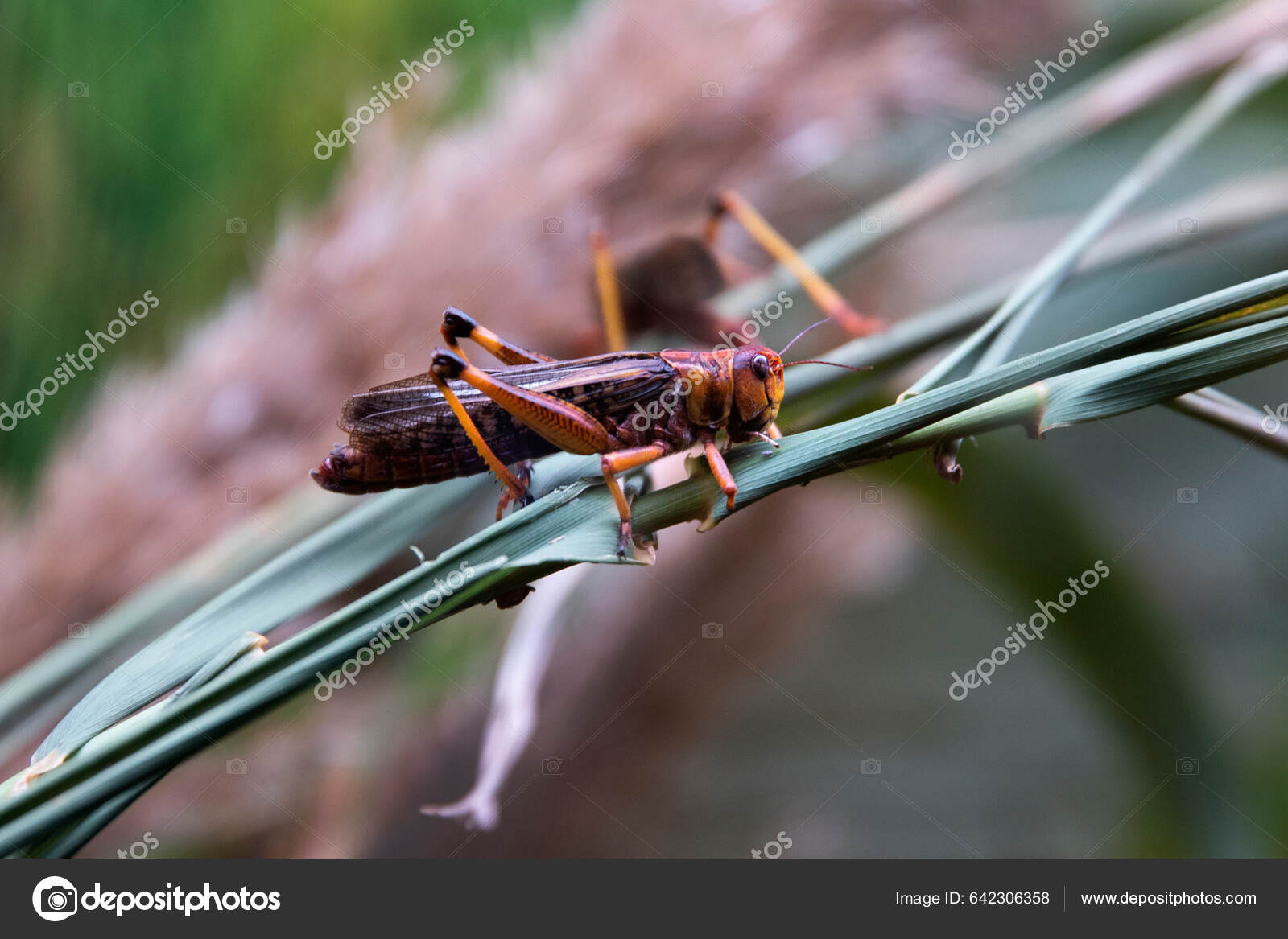 Langosta Mayor Superfamilia Insectos Del Orden Orthoptera Insecto Ninfa fotografía de stock