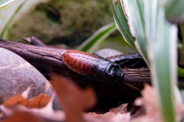 Madagascar cockroach, macro. Gromphadorhina portentosa  a species of large tropical cockroaches from the family Blaberidae