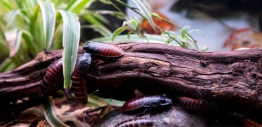 Cockroaches - nutritious food for insectivorous reptiles and amphibians